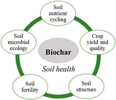 Editorial: Exogenous carbon-based materials in soil ecosystems